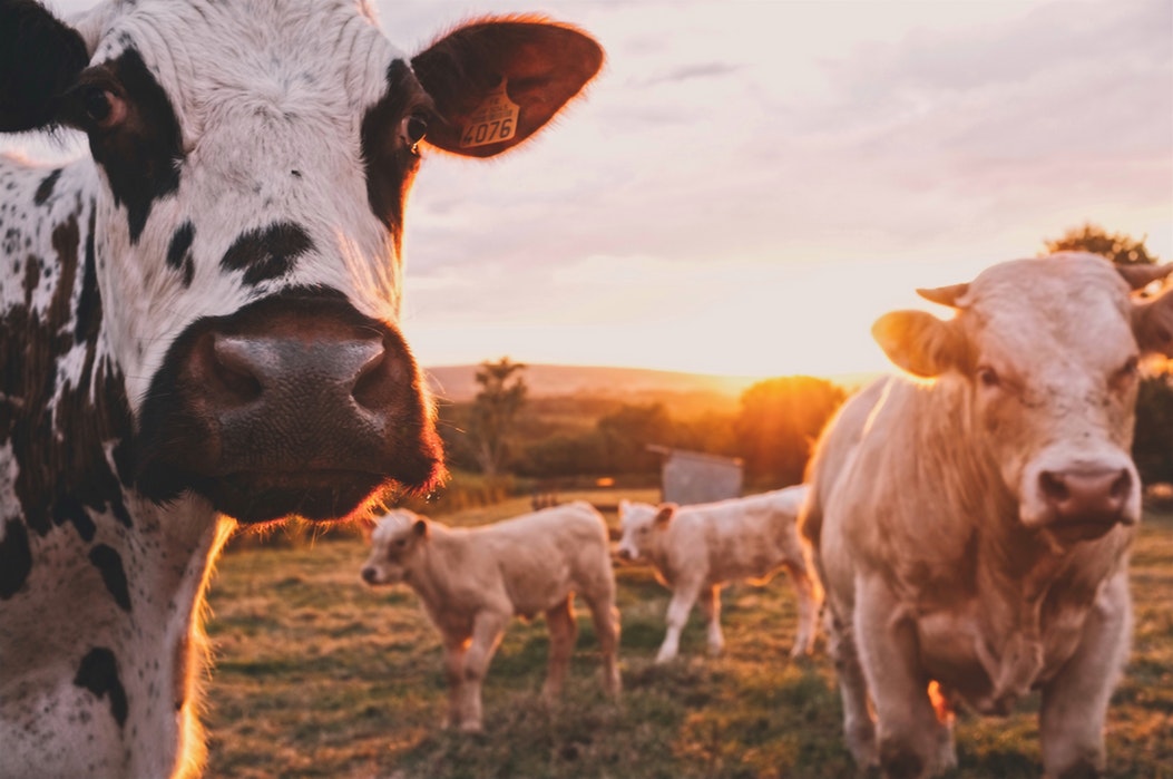 Cows in a field at sunset.