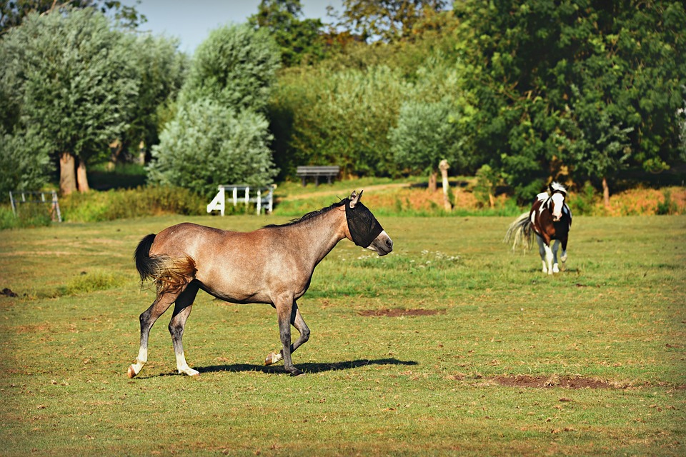 Horses on a farm.