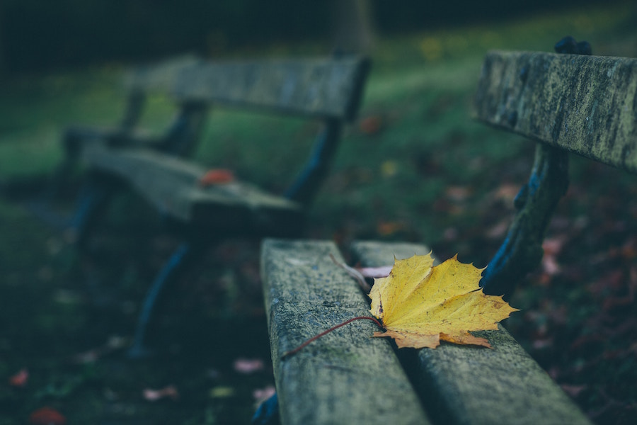 Two benches with leaves