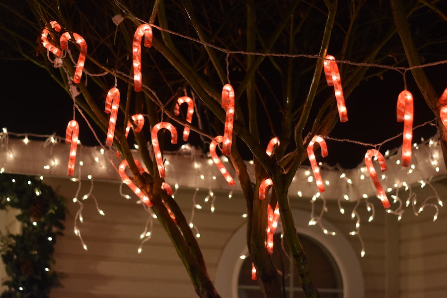 Candy canes on tree